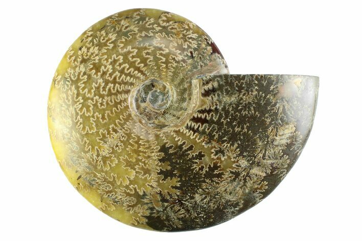 Polished Cretaceous Ammonite (Cleoniceras) Fossil - Madagascar #339083